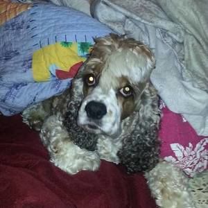 Meet your Posher, Diana